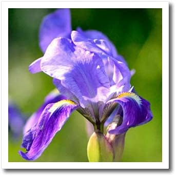 3drose ljubičasta iris cvijet izbliza fotografija - željezo na prijenosu toplote