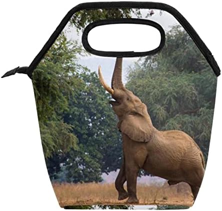 Sjeme za nos slonova Afrička divlja izolovana kutija za ručak za višekratnu upotrebu vodootporna torba za ručak Bento Gourmet torba za školu, posao, piknik